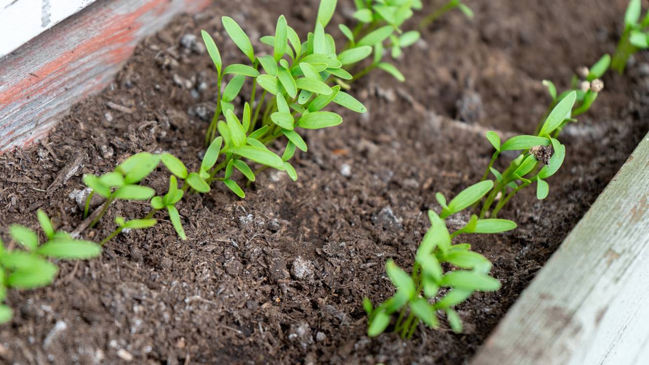 Como plantar coentro em casa e evitar que ele floresça antes da hora