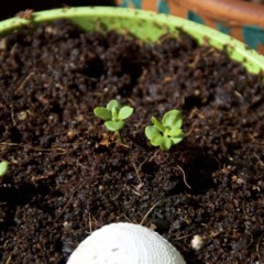 Como plantar lavanda e transformar sua varanda em um refúgio perfumado