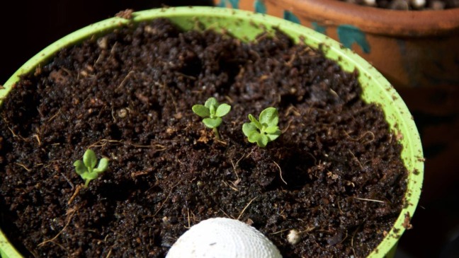 Como plantar lavanda e transformar sua varanda em um refúgio perfumado