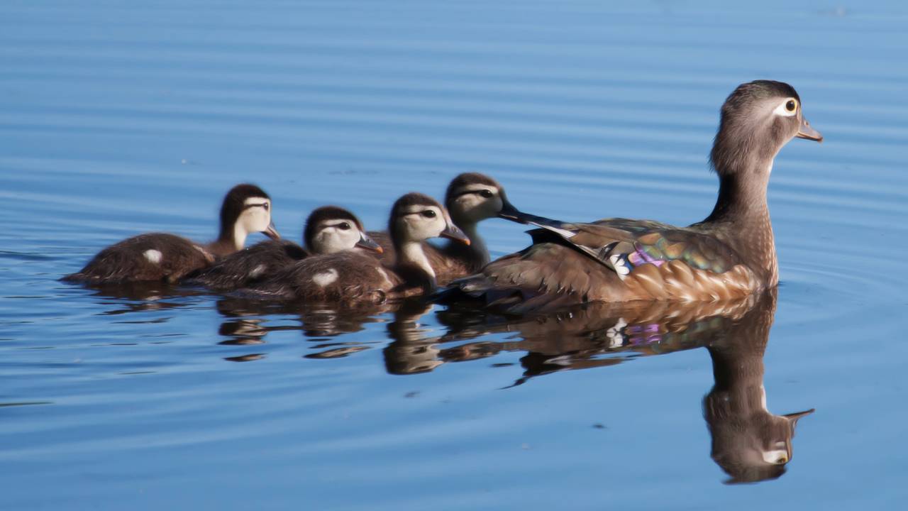 Conheça a história curiosa por trás da expressão “pagar o pato”