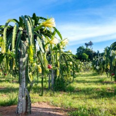 Para iniciar o cultivo da pitaya, o produtor precisa obter mudas de qualidade - Créditos: depositphotos.com / taira@hotmail.co.th