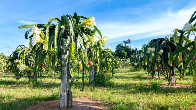 Para iniciar o cultivo da pitaya, o produtor precisa obter mudas de qualidade - Créditos: depositphotos.com / taira@hotmail.co.th