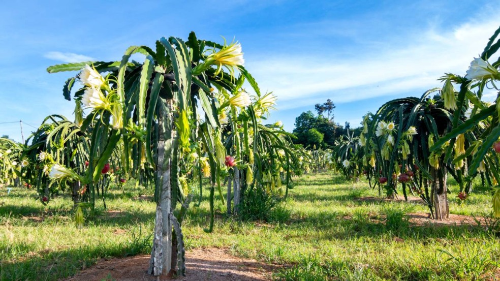 Para iniciar o cultivo da pitaya, o produtor precisa obter mudas de qualidade - Créditos: depositphotos.com / taira@hotmail.co.th