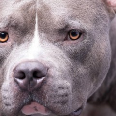 Imagem meramente ilustrativa | Créditos: depositphotos.com / banusevim