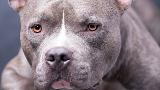 Imagem meramente ilustrativa | Créditos: depositphotos.com / banusevim