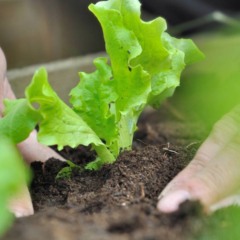 Como plantar alface e colher folhas crocantes direto do vaso
