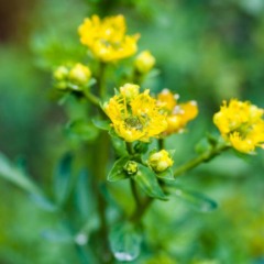 Quando a arruda encontra o lugar certo, a energia do lar fica mais leve