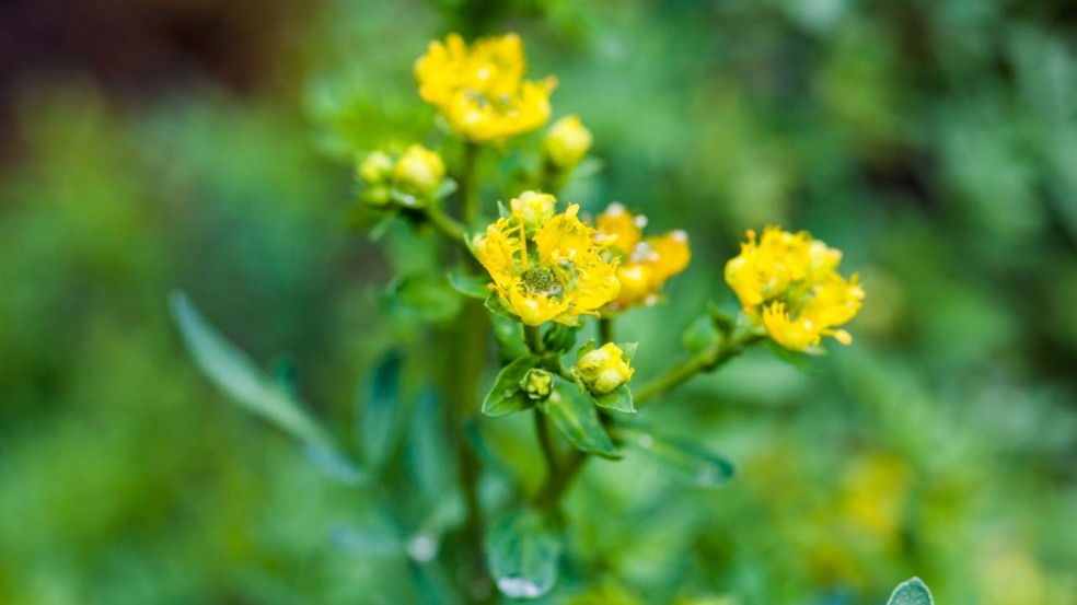Quando a arruda encontra o lugar certo, a energia do lar fica mais leve Quando a arruda encontra o lugar certo, a energia do lar fica mais leve