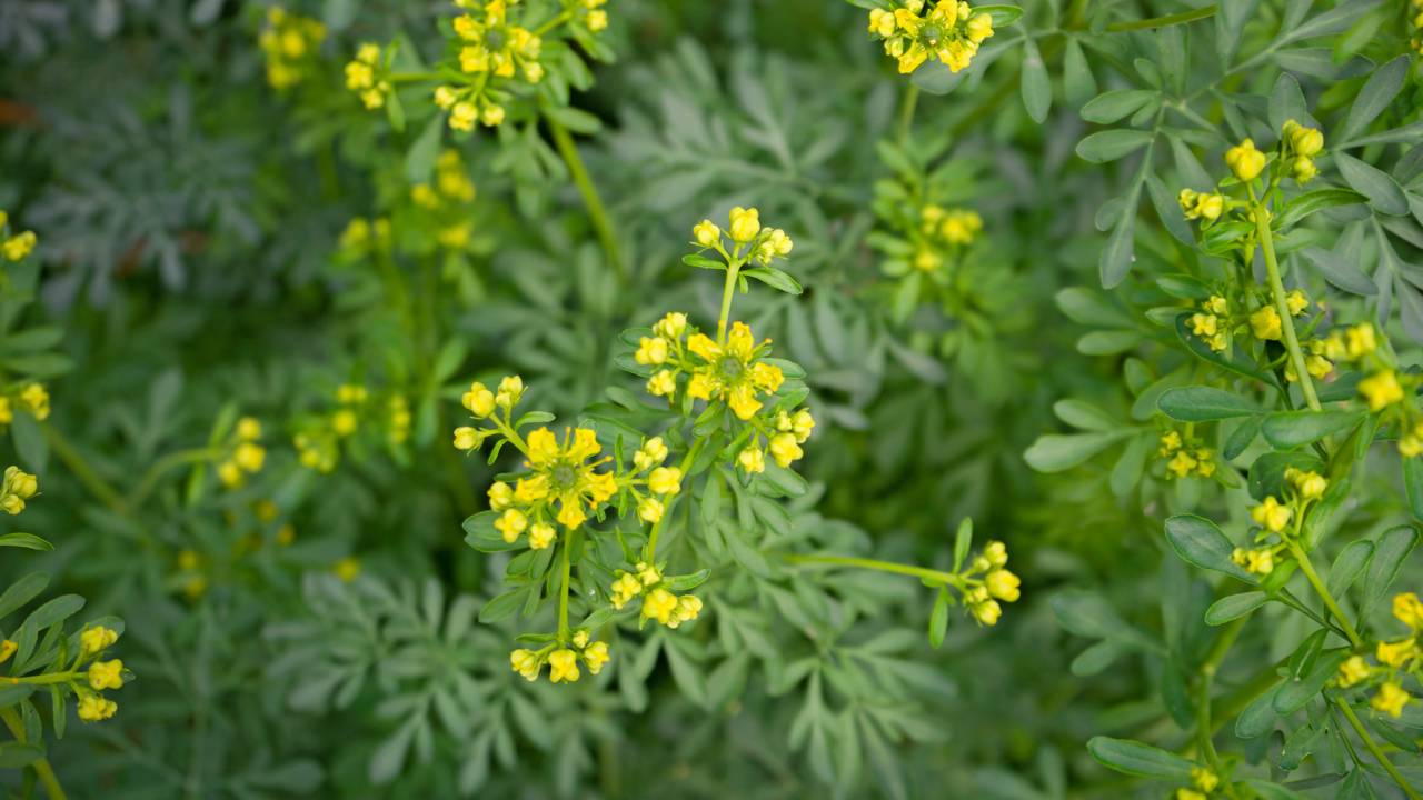 Quando a arruda encontra o lugar certo, a energia do lar fica mais leve