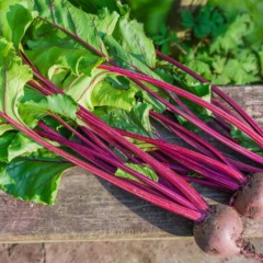 Como plantar beterraba e aproveitar até as folhas nas receitas