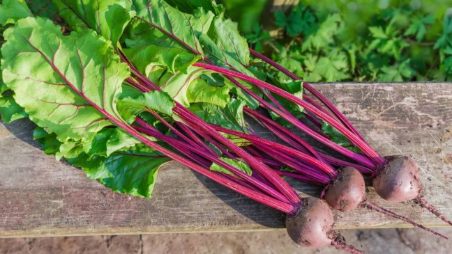 Como plantar beterraba e aproveitar até as folhas nas receitas