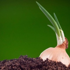 Como plantar cebola e evitar que ela apodreça durante o cultivo
