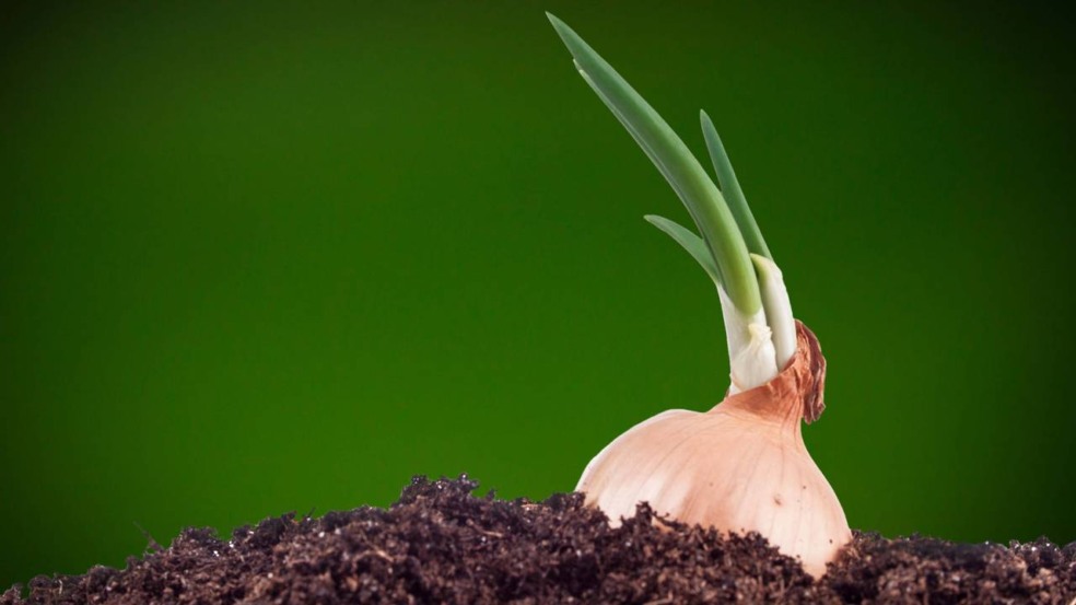 Como plantar cebola e evitar que ela apodreça durante o cultivo Como plantar cebola e evitar que ela apodreça durante o cultivo