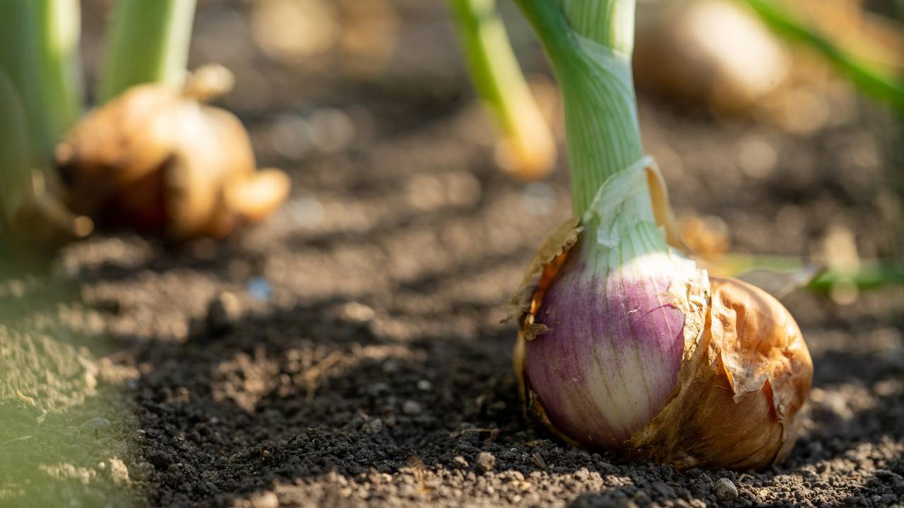 Como plantar cebola e evitar que ela apodreça durante o cultivo