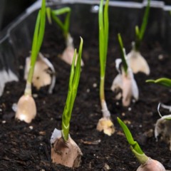 Cultive cebolinha em casa com pouco espaço e sem gastar quase nada