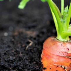 Plante cenoura em baldes e aprenda o segredo para raízes perfeitas