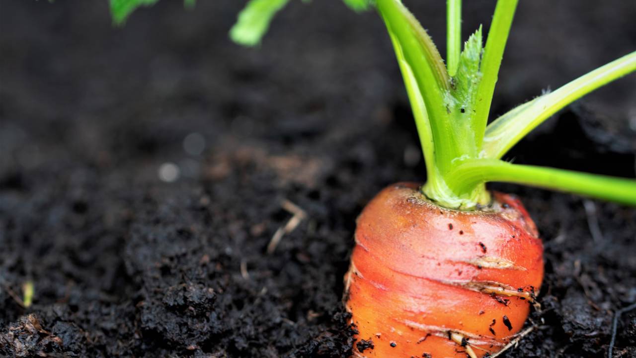 Plante cenoura em baldes e aprenda o segredo para raízes perfeitas