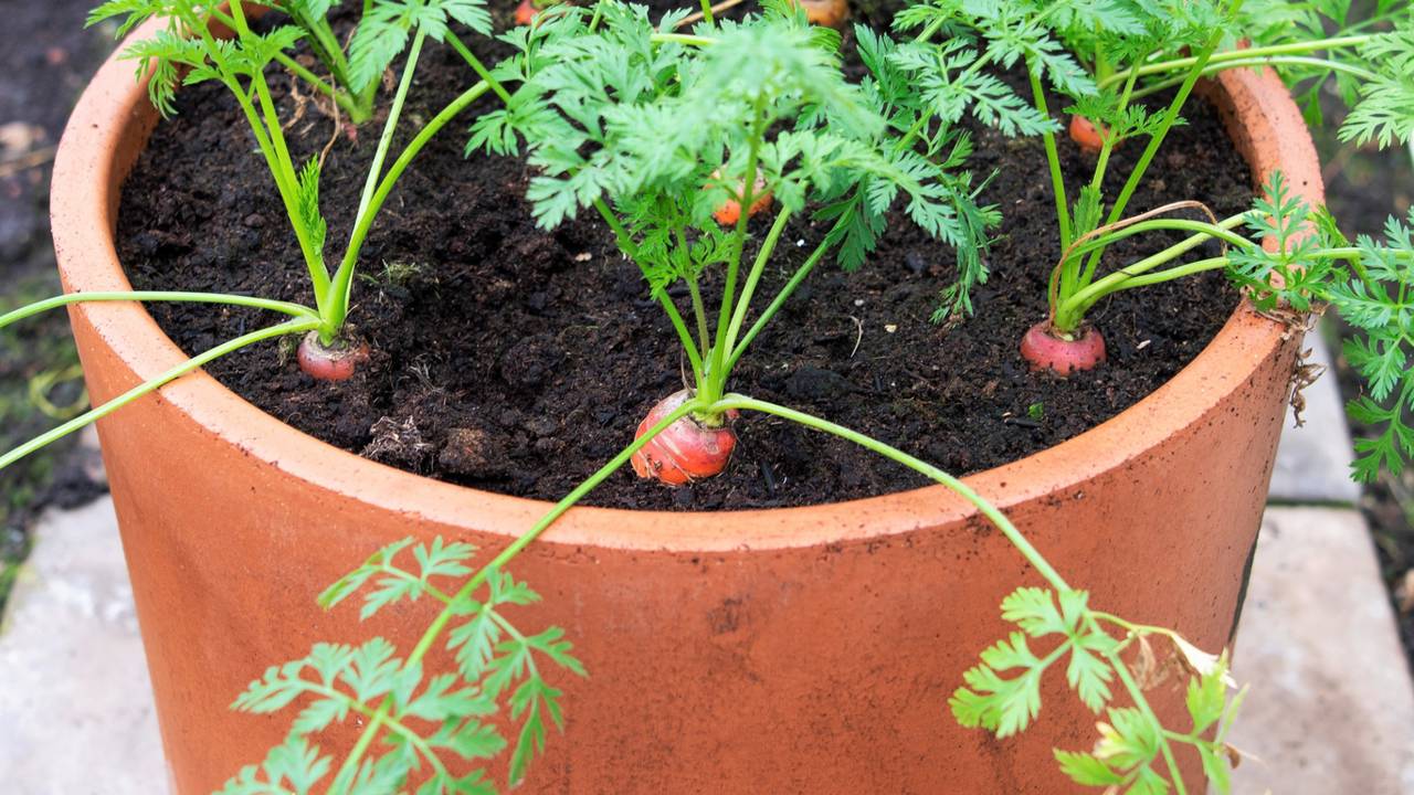 Plante cenoura em baldes e aprenda o segredo para raízes perfeitas