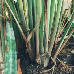 Essa planta perfumada é fácil de cuidar e afasta mosquitos com eficiência