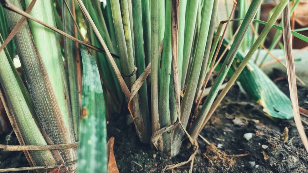 Essa planta perfumada é fácil de cuidar e afasta mosquitos com eficiência Essa planta perfumada é fácil de cuidar e afasta mosquitos com eficiência