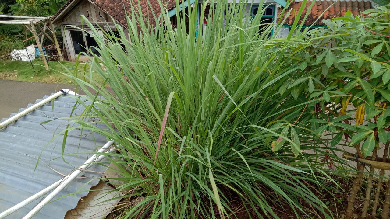 Essa planta perfumada é fácil de cuidar e afasta mosquitos com eficiência