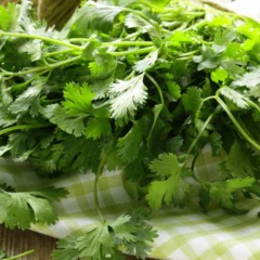 Como plantar coentro em casa e evitar que ele floresça antes da hora