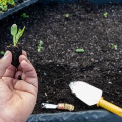Como plantar espinafre e colher folhas frescas sem precisar de muito espaço