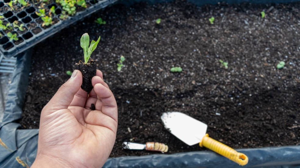 Como plantar espinafre e colher folhas frescas sem precisar de muito espaço Como plantar espinafre e colher folhas frescas sem precisar de muito espaço