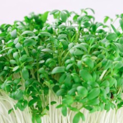 Essa forma de plantar rúcula faz a colheita chegar muito mais cedo