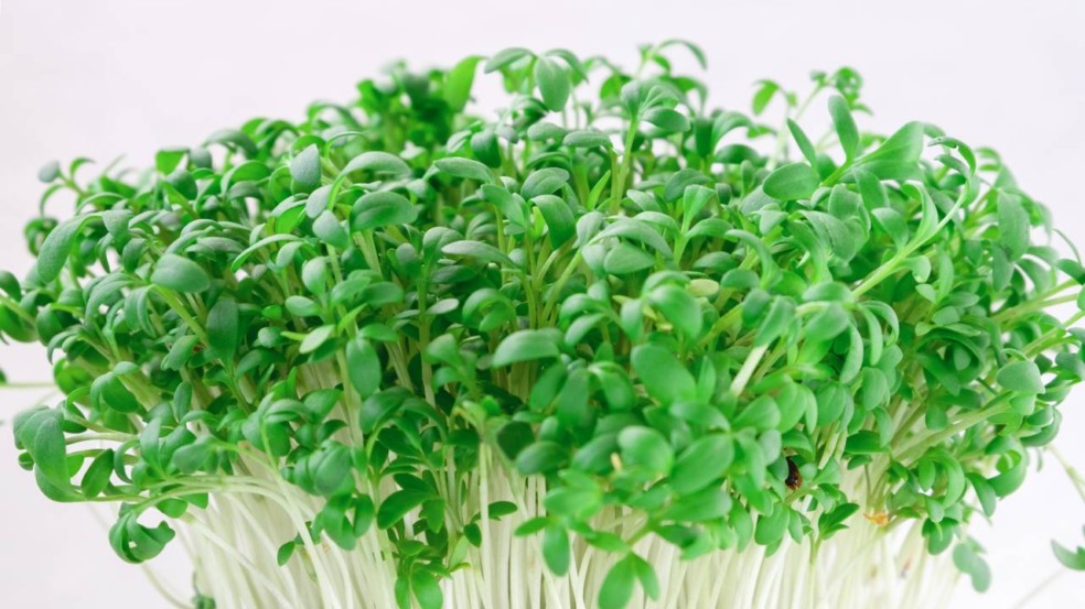 Essa forma de plantar rúcula faz a colheita chegar muito mais cedo Essa forma de plantar rúcula faz a colheita chegar muito mais cedo