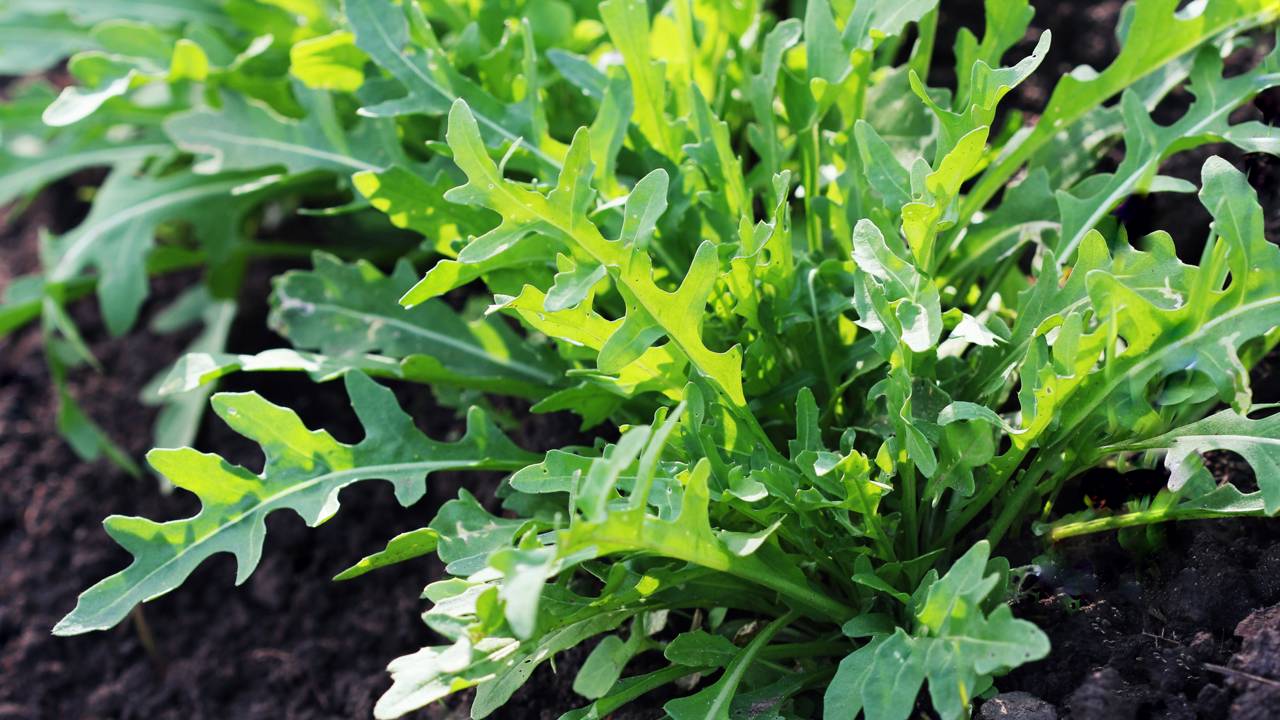 Essa forma de plantar rúcula faz a colheita chegar muito mais cedo