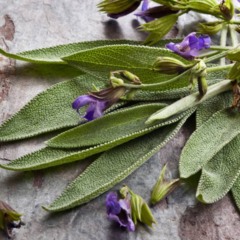 Como plantar sálvia e usar suas folhas tanto em receitas em casa