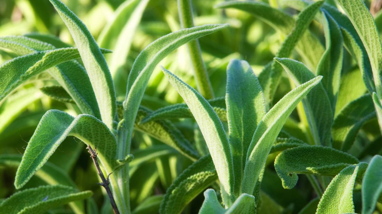 Como plantar sálvia e usar suas folhas tanto em receitas em casa