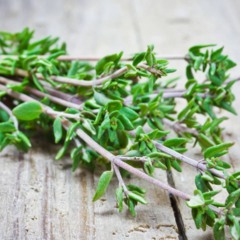 Passo a passo para plantar tomilho e ter sabor e saúde na sua cozinha