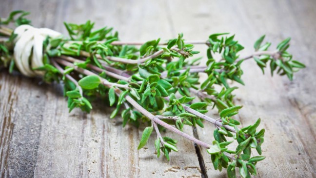Passo a passo para plantar tomilho e ter sabor e saúde na sua cozinha