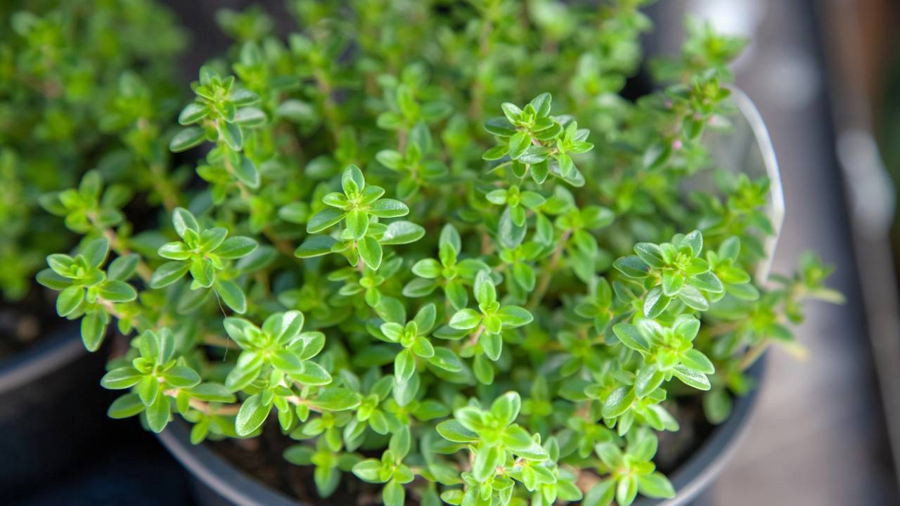 Passo a passo para plantar tomilho e ter sabor e saúde na sua cozinha