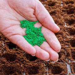 Passo a passo para plantar pimenta e garantir colheitas picantes o ano inteiro