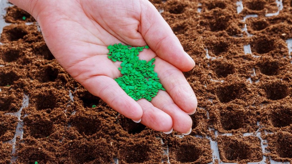 Passo a passo para plantar pimenta e garantir colheitas picantes o ano inteiro
