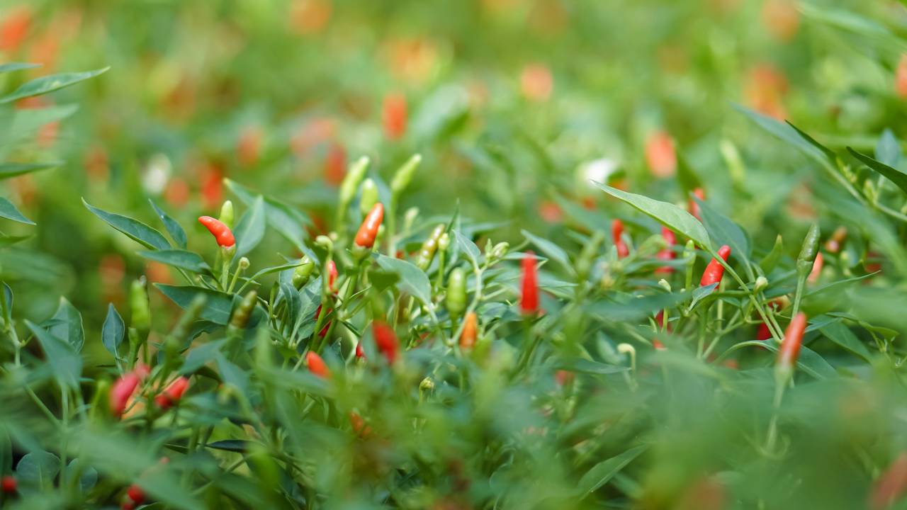Passo a passo para plantar pimenta e garantir colheitas picantes o ano inteiro