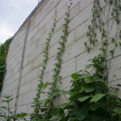 Por isso, o uso de plantas dentro de casa surge como alternativa prática - Créditos: depositphotos.com / adipra