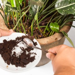Como usar pó de café no solo sem prejudicar suas plantas
