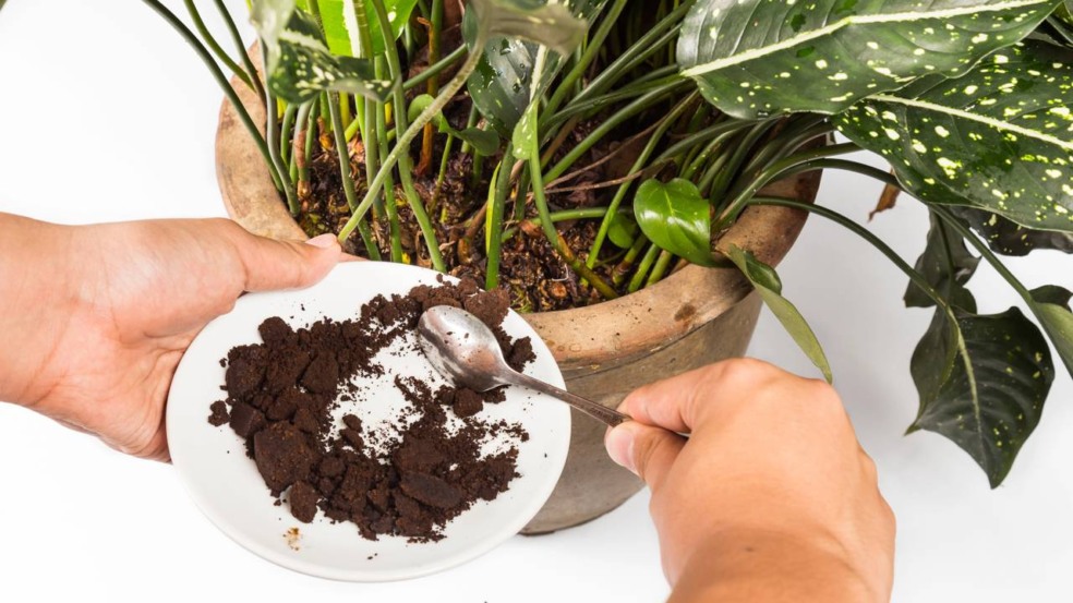 Como usar pó de café no solo sem prejudicar suas plantas Como usar pó de café no solo sem prejudicar suas plantas