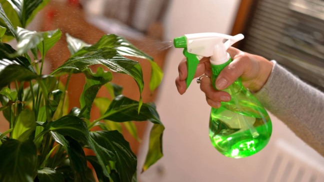 Os pulgões, por serem discretos e se multiplicarem rapidamente, representam risco constante para quem cultiva plantas - Créditos: depositphotos.com / philipimage