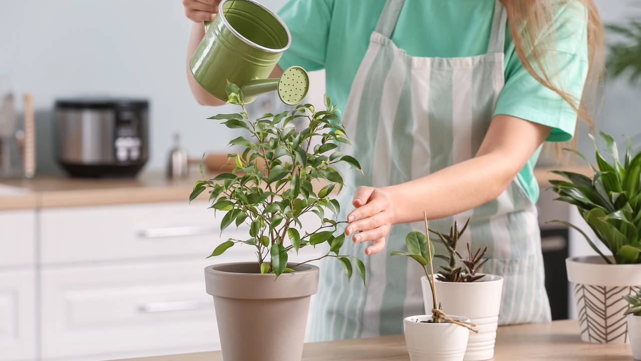 Como manter suas plantas vivas enquanto você viaja no fim do ano?