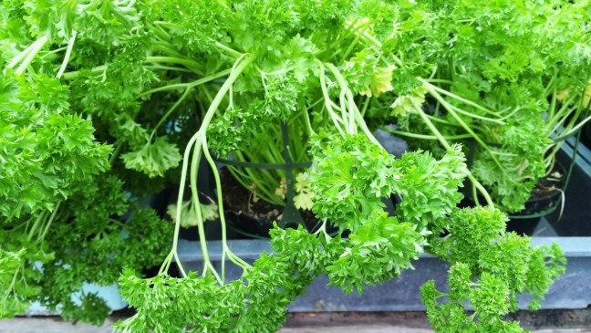 A planta precisa de um solo fértil, rico em matéria orgânica e boa drenagem - Créditos: depositphotos.com / StudioLightAndShade