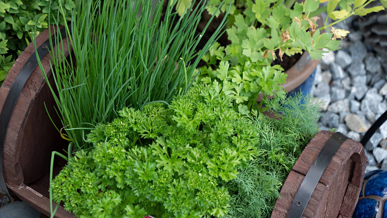 Essa dupla de temperos cresce bem junta e rende o ano todo