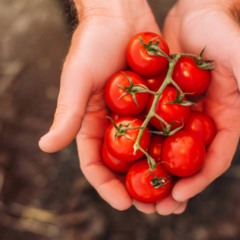 Cultivar tomate cereja em vasos pequenos é possível e rende bons frutos
