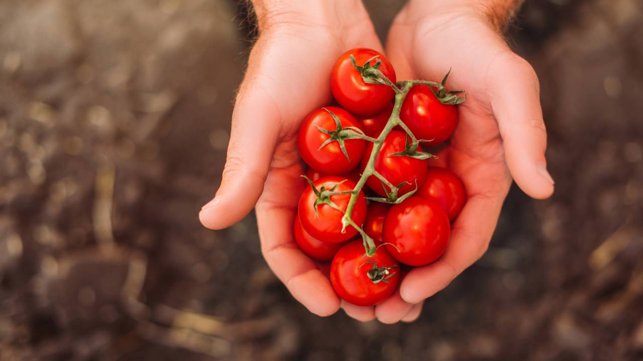 Cultivar tomate cereja em vasos pequenos é possível e rende bons frutos