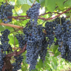 O plantio da uva-roxa em treliças exige uma sequência estruturada para garantir vigor e produtividade - Créditos: depositphotos.com / malomalot