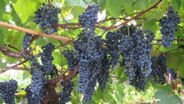 O plantio da uva-roxa em treliças exige uma sequência estruturada para garantir vigor e produtividade - Créditos: depositphotos.com / malomalot